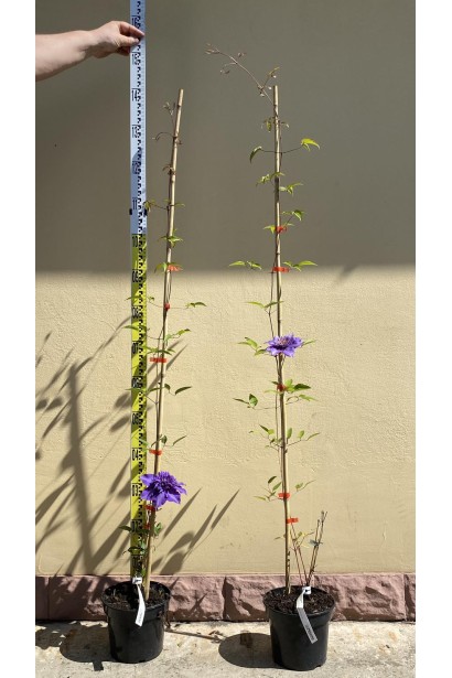 Ломиніс / Клематіс Мульті Блю - 3л/вис.100-140см/10-30см